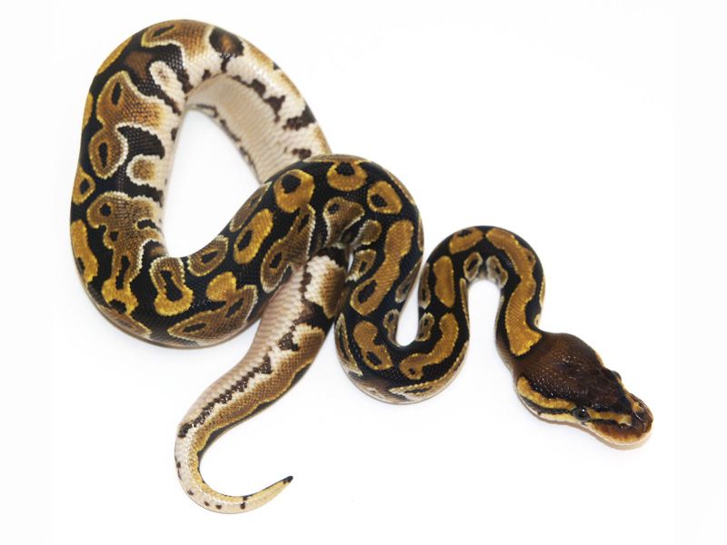 Bald Gene | World of Ball Pythons