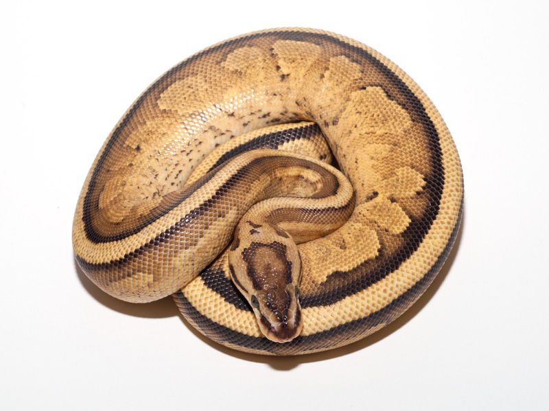 Super Specter | World of Ball Pythons