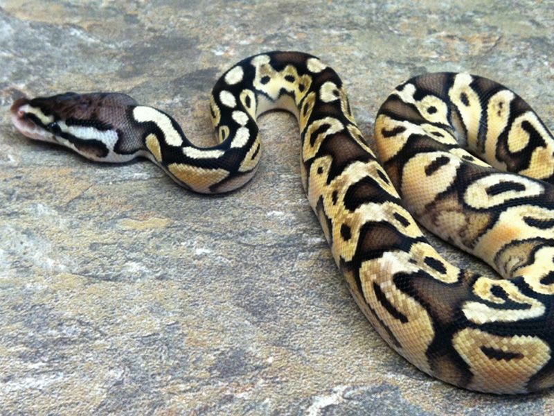 Black Pewter Enchi | World of Ball Pythons