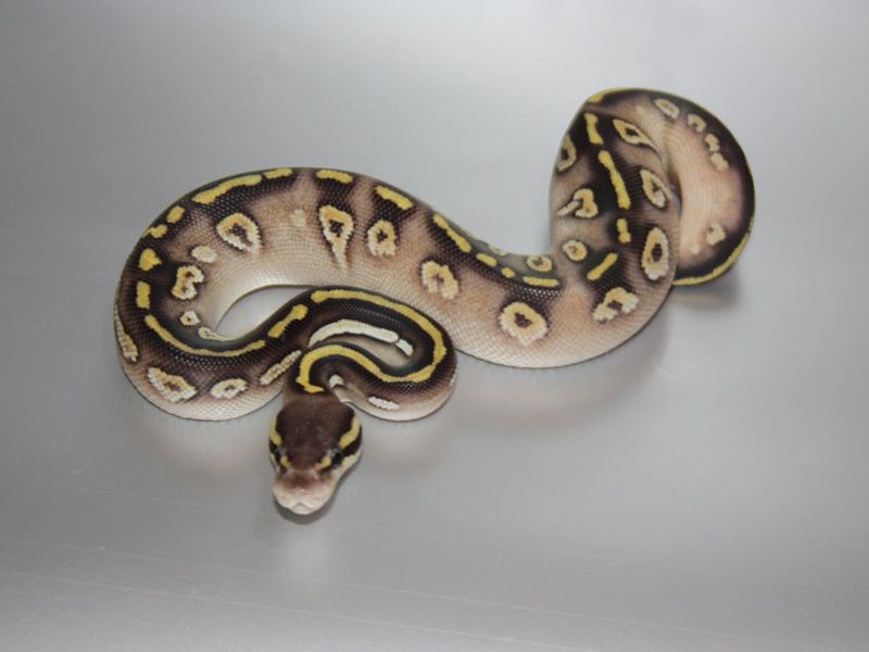Moonlight | World of Ball Pythons
