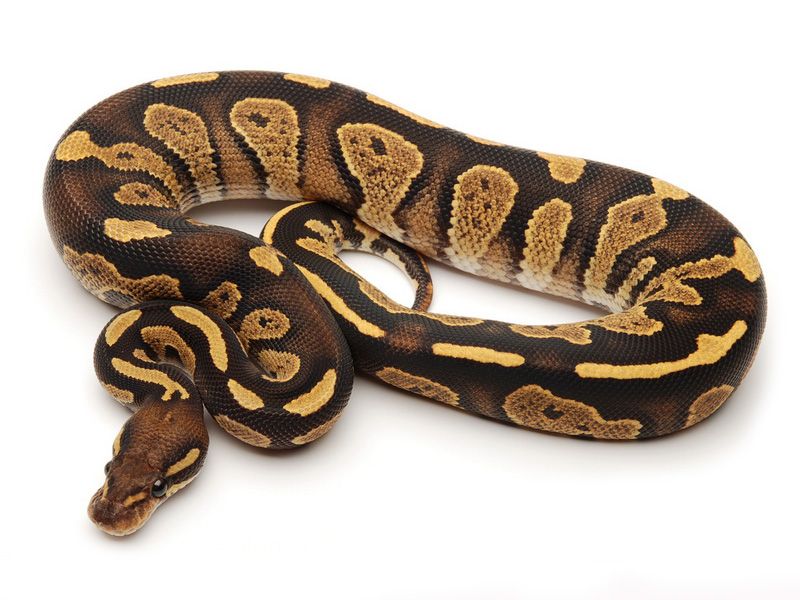 Black Head Fire | World of Ball Pythons