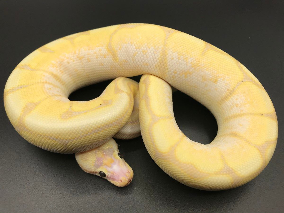Banana Fire Scaleless Head Spider | World of Ball Pythons