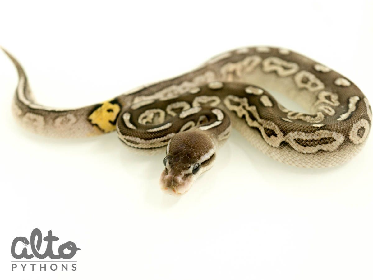 Arroyo Cinnamon Pastel | World of Ball Pythons