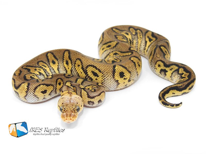 Pastel Stranger Clown | World of Ball Pythons