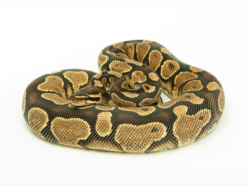 Yellow Ball Python Size Yellow Belly | World of Ball Pythons