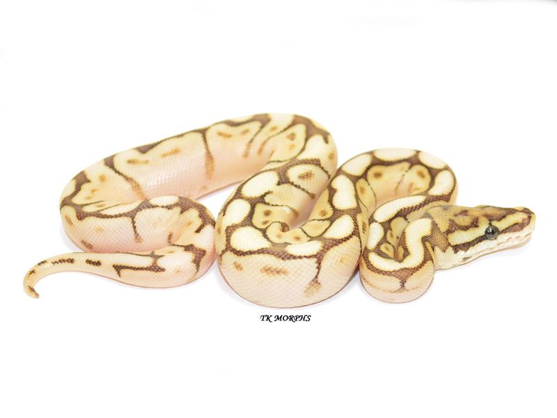 Lesser Spider Python Lesser Spider Vanilla | World of Ball Pythons