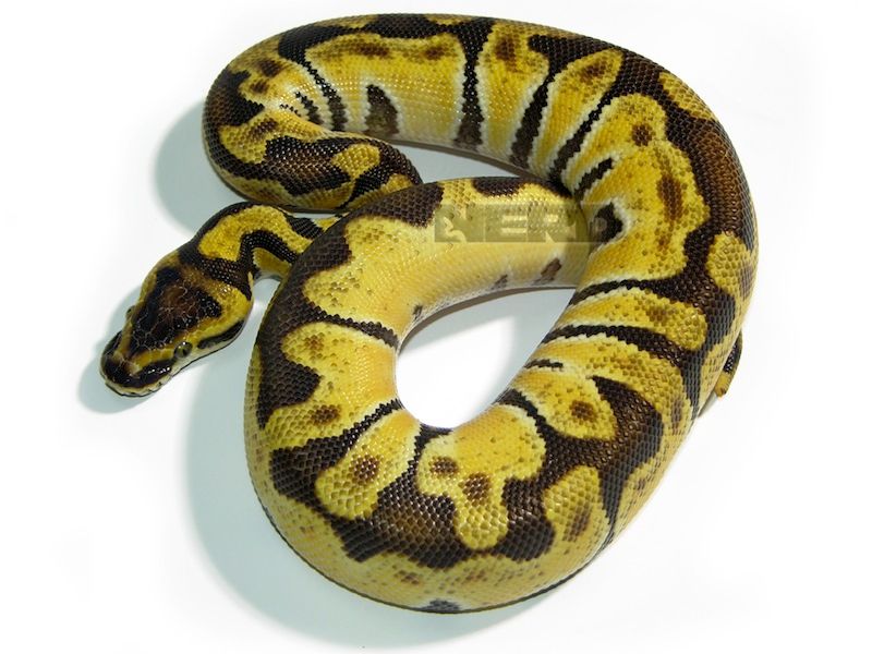 Enchi Genetic Black Back | World of Ball Pythons