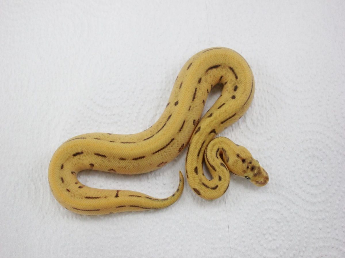 Leopard Pastel Pinstripe Super Enchi | World of Ball Pythons