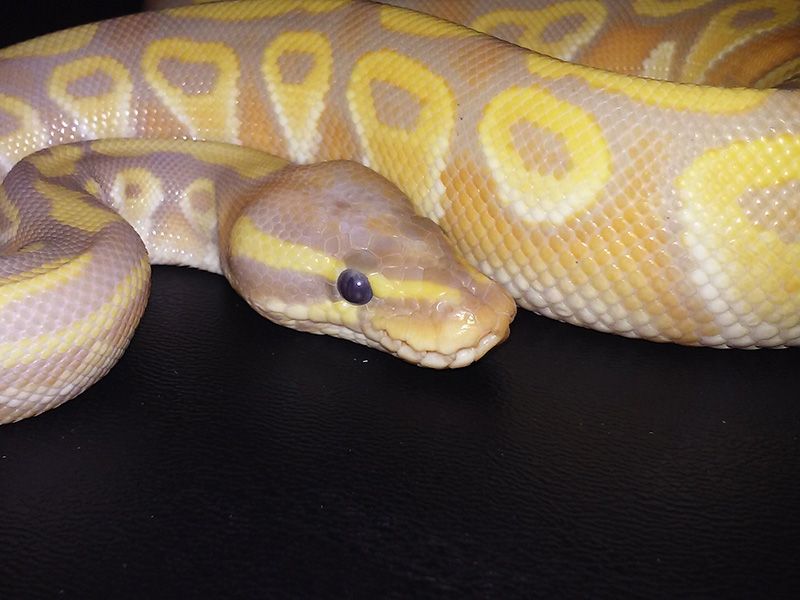 Mojave Coral Glow | World of Ball Pythons