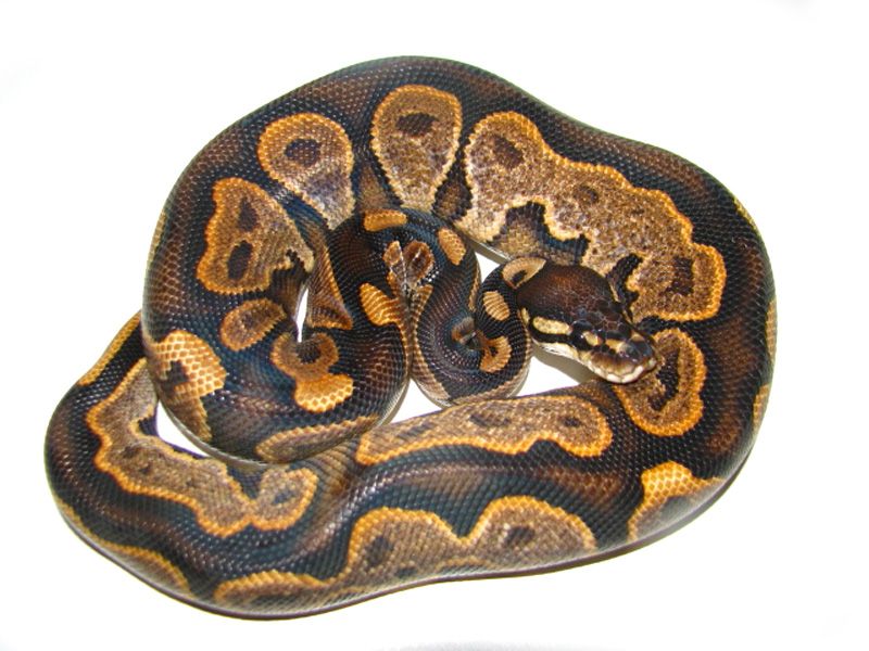 Black Sugar | World of Ball Pythons
