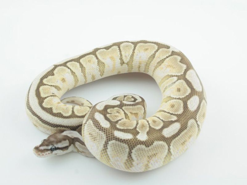 Lesser Spider Python Black Lesser Spider | World of Ball Pythons