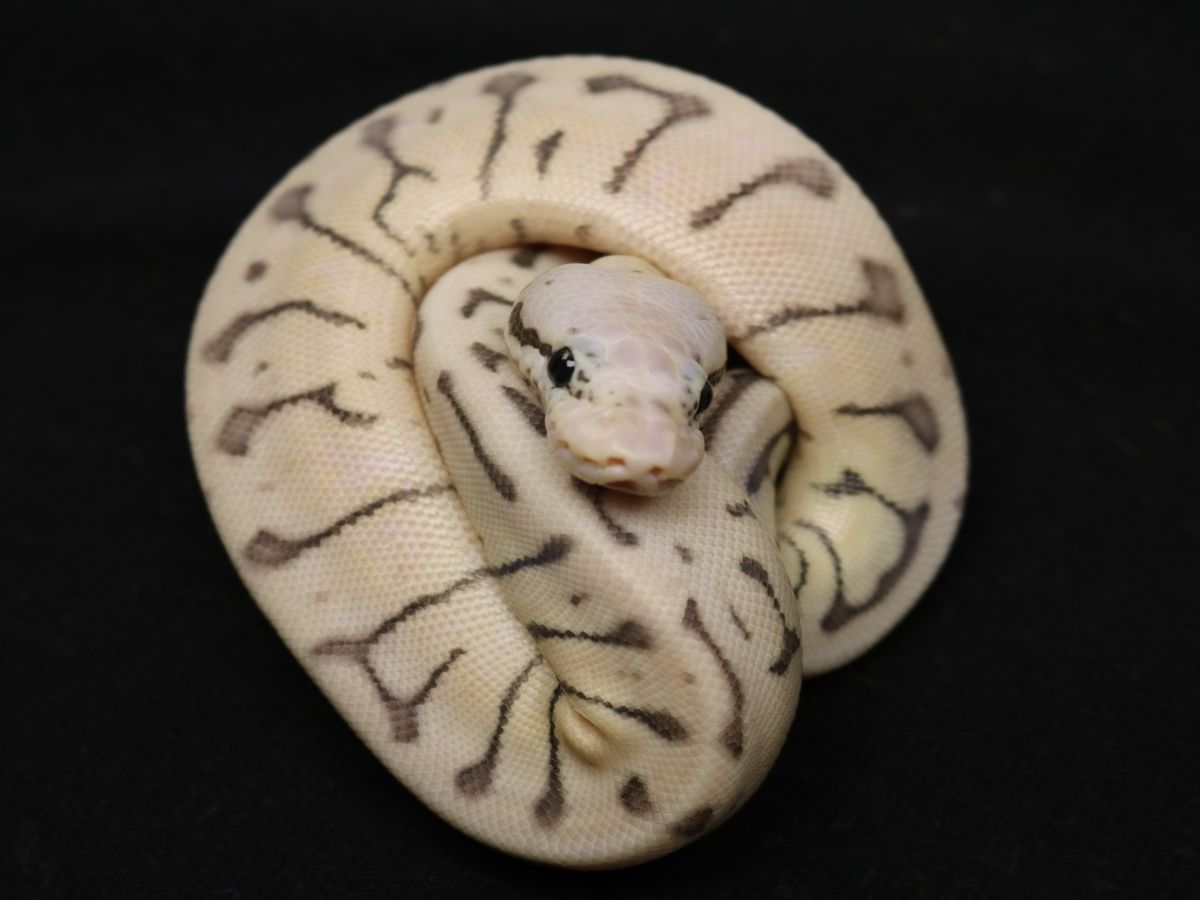 Spider Mutation Royal Python Het Red Axanthic Spider Super Pastel | World of Ball Pythons