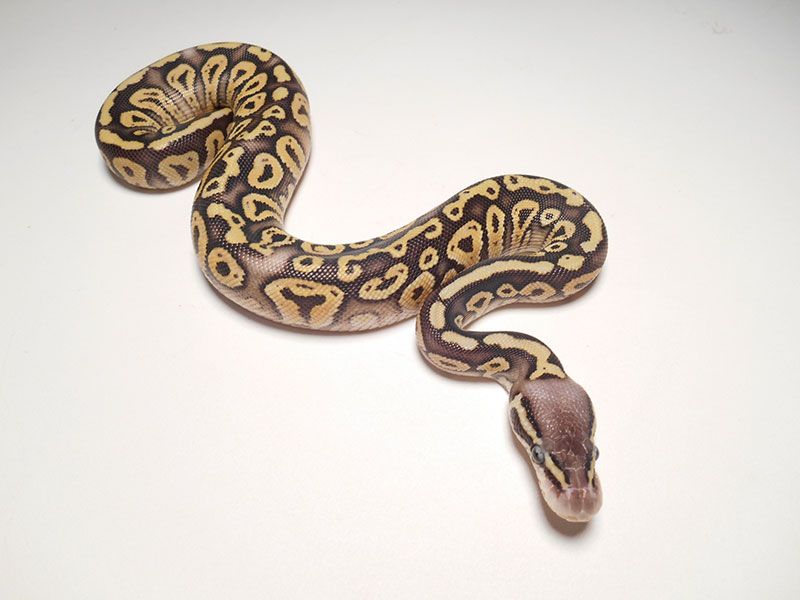 Super Riddler | World of Ball Pythons