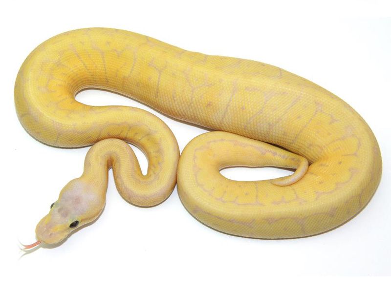 Coral Glow Super Blast | World of Ball Pythons