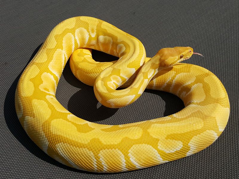 Rainbow Enchi | World of Ball Pythons