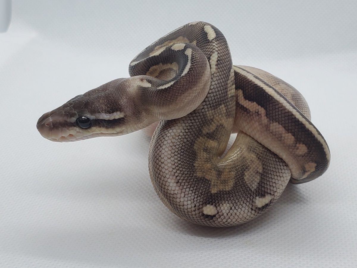 Ghi Ball Het Red Axanthic Mojave Orange Ghost Pastel | World of Ball ...