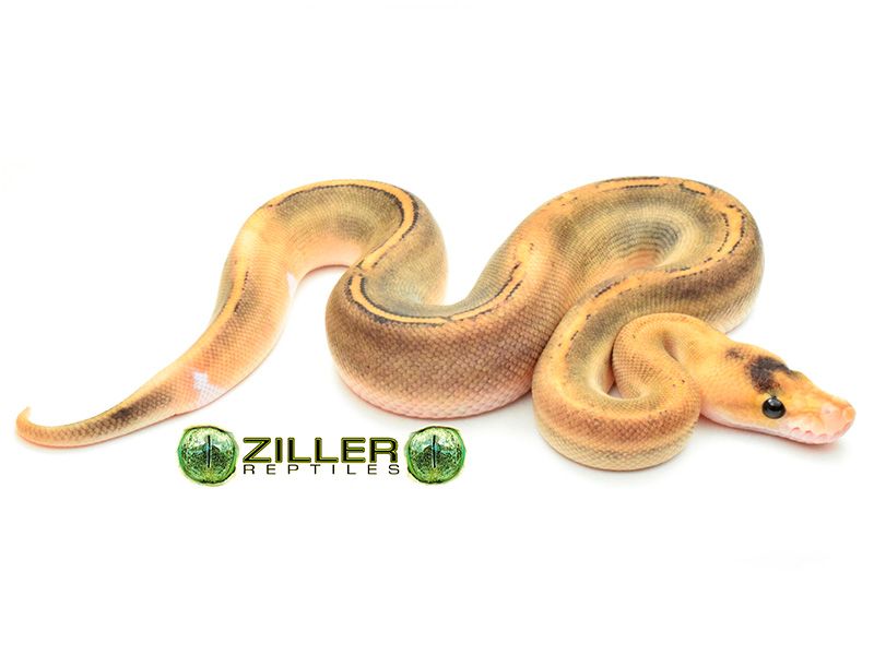 Huffen Ball Python Champagne Huffman | World of Ball Pythons