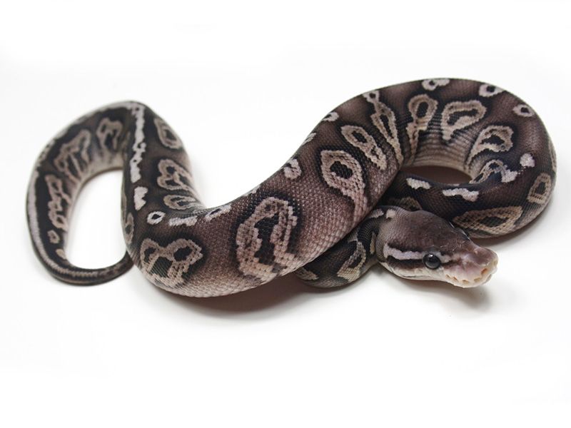 black pastel bongo ball python by freedom breeder -... Black Pastel Chcolate Pastel | World of Ball Pythons