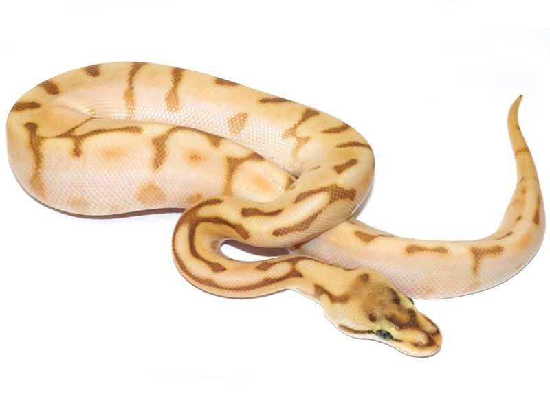 Lesser Spider Python Super Enchi Harlequin Lesser Spider | World of Ball Pythons