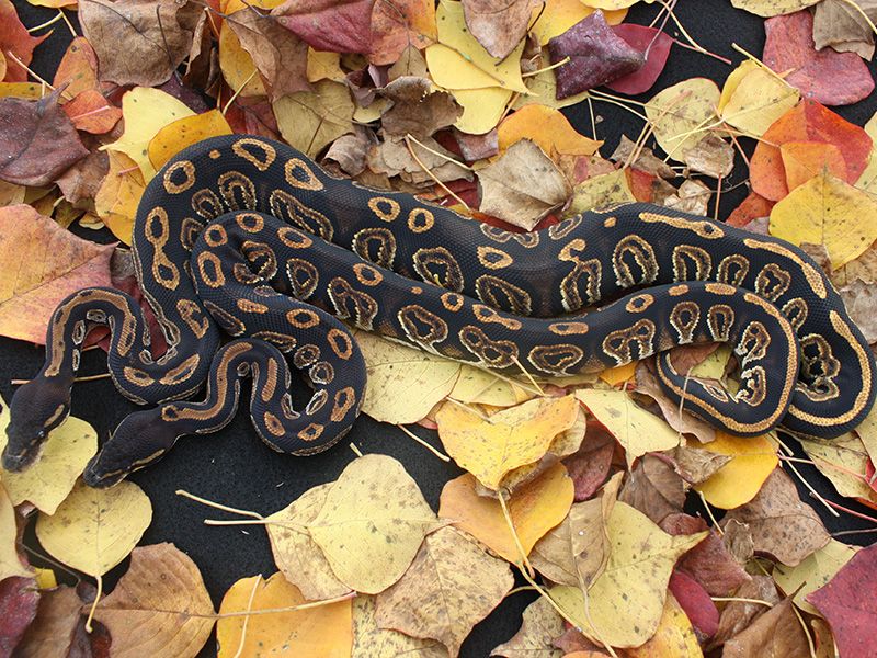 Blackhead Huffman Ball Python Black Head Huffman | World of Ball Pythons