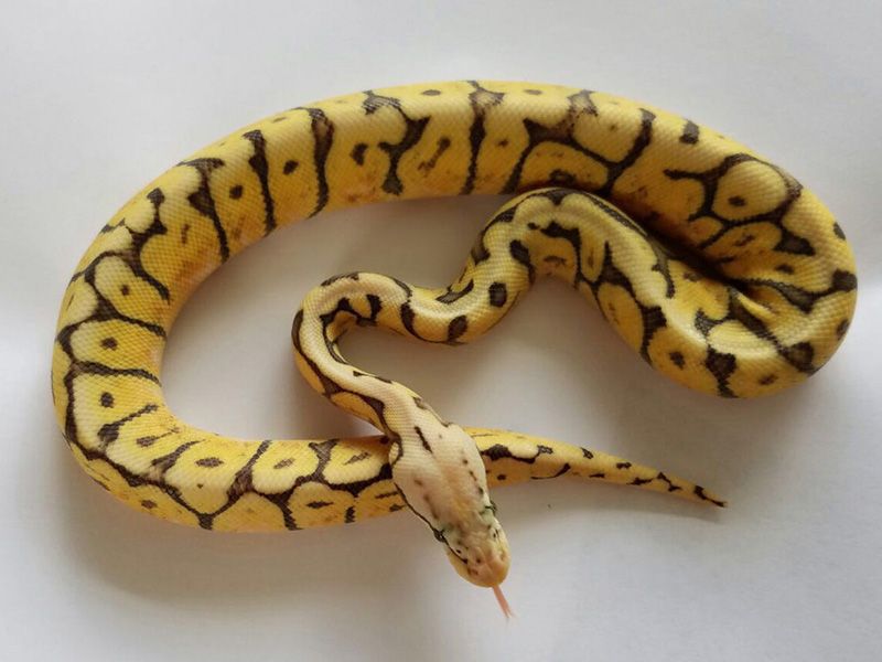 Chocolate Ghi Spider Super Pastel | World of Ball Pythons