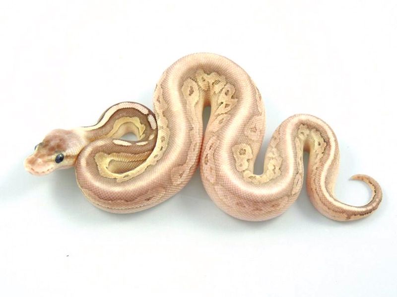 Pastel Mocha Ball Python Mocha Citrus Pastel Cinnamon | World of Ball Pythons