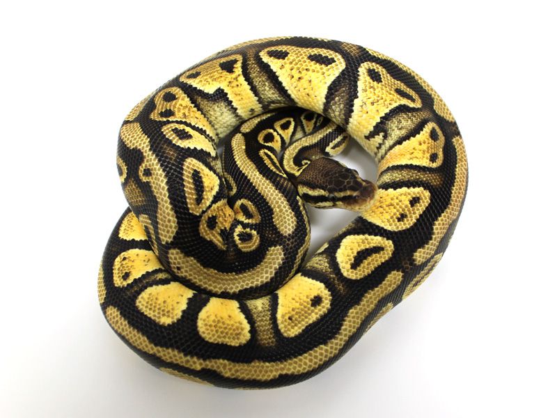 Blonde Pastel | World of Ball Pythons