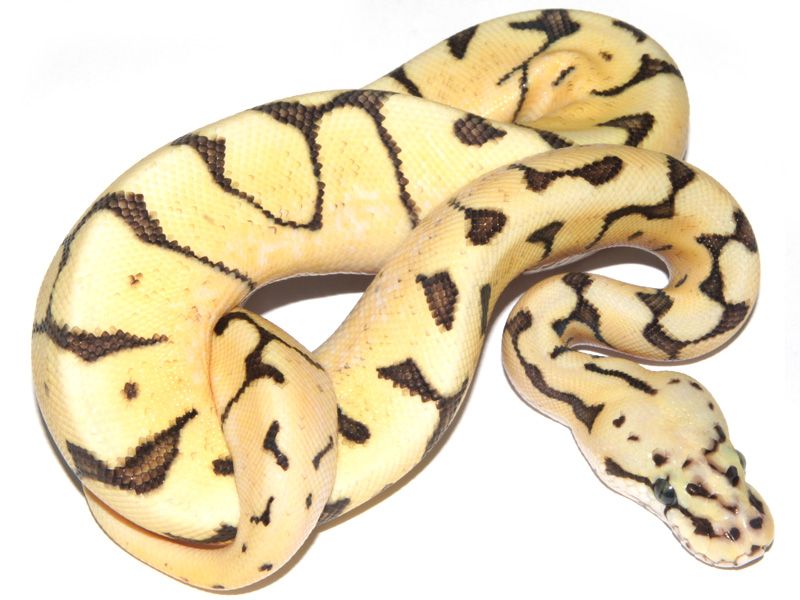 Super Pastel Spider Lucifer | World of Ball Pythons